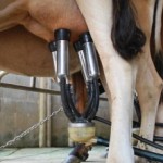 Concurso de leite premia as melhores vacas