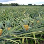Aumento da área de plantio de abacaxi tem ajudado na geração de emprego e renda
