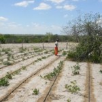 Kits de irrigação ajudam os pequenos agricultoresd