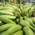 Produção de banana na região Norte de Alagoas