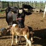 Pequenos produtores do povoado Cajá dos Negros receberão recursos para a compra de insumos e aumento da produção leiteira