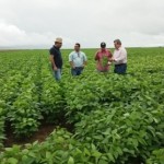 Secretário Álvaro Vasconcelos e técnicos inspecionam a lavoura de soja