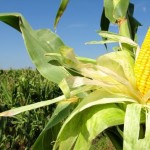 Plantio do milho avança no Estado de Alagoas