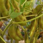 Cultivo da soja se expande no Nordeste, inclusive, em Alagoas