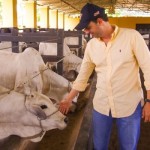 Criador Celso Pontes de Miranda Filho oferecerá ao mercado animais com alta genética