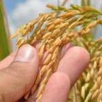 Produção de arroz no Baixo São Francisco ajuda Estado de Alagoas a obter bom desempenho agrícola
