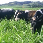 Rebanho leiteiro de Alagoas possui uma das melhores genéticas
