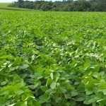 Cultivo de soja surge como nova lavoura de impulso à produção no campo