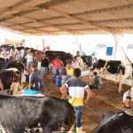 Expo Bacia reúne o melhor da genética do gado leiteiro de Alagoas