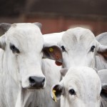 Mineral de qualidade acelera o ganho de peso dos bovinos