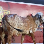 Agropecuária Pereira comercializa os melhores animais da raça Girolando e Gir Leiteiro