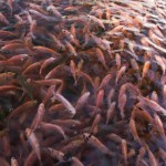 Mercado de peixes de cultivo está aquecido com a demanda externa