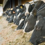 Vacas leiteiras ainda continuam sendo bons negócios para os produtores
