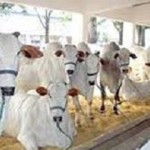 Animais da raça Nelore continuam sendo os principais destaques da Expoagro