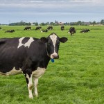 Pecuária leiteira desenvolve papel relevante como atividade geradora de renda e emprego no campo