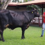 Lotes de vacas da raça Girolando estarão à venda