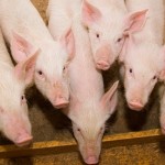 Auter porcos na granja Nutrição e imunidade-caminham juntas para manter saúde e produtividade de suínos
