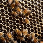 Abelha produz mel e ainda ajuda a manter o equilíbrio do ecossistema