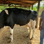 Torneio Leiteiro premia as melhores vacas produtivas do sertão alagoano