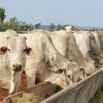 Criação de bovinos no período do inverno requer mais atenção dos criadores