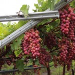 Cultiva de uva se expande no Brasil