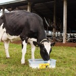 Nutrição da vaca é fundamental para obter bom rendimento na produção leiteira