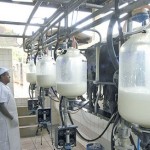 Bacia leiteira alagoana está passando por processo de modernização