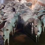 Lote de gado de qualidade de rebanho Nelore está mais uma vez à venda