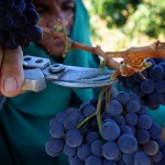Nordeste mostra mais uma vez ser possível produzir as melhores uvas na região do semiárido
