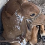 Rebanho bovino de Alagoas tem o acompanhamento das vacinas