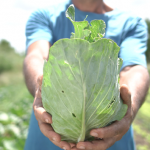 Projeto de agricultura sustentável empolga agricultores que começam a colher hortaliças de qualidade e livre de agrotóxico