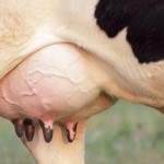 Mastite causa prejuízo significativo à pecuária de leite