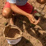 Distribuição de sementes vai atender agricultores, quilombolas, indígenas e assentados