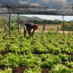 Cresce a agricultura familiar no sertão com o apoio do Banco do Nordeste