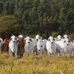 Raça Brahman está ganhando espaço na pecuária nacional