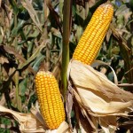 Cultivo do milho se expande no Estado de Alagoas