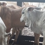 Rebanho da raça Montana ganha espaço na pecuária nordestina