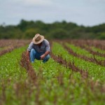 Agricultura familiar ajuda a renovar o campo com produção autossustentável