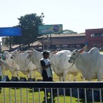Uberaba é o maior principal evento do gado zebu no Brasil