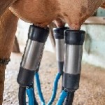 Mastite bovina adoece o animal e causa sérios prejuízos ao produtor de leite