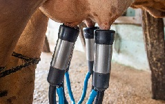 Mastite bovina adoece o animal e causa sérios prejuízos ao produtor de leite