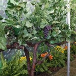 Belgo Arames inova com nova solução para o cultivo de frutas e fruticultura