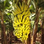 Cultivo de fruticultura, a exemplo da banana, avança no Estado com apoio do Banco do Nordeste