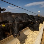 Mercado do boi gordo se recupera e anima produtores rurais