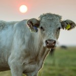 Estresse térmico provoca perdas e afeta desempenho dos bovinos