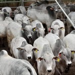 Gado da raça Nelore continua predominando na pecuária nacional