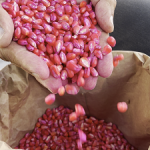 Sementes de milho de qualidade estão sendo distribuídas para os agricultores