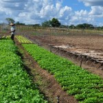 Agricultura de baixo carbono ganha impulso no Nordeste