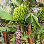 Cultivo do plantio da banana recebe linha de crédito do Banco do Nordeste