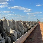 Confinamento ainda oferece boa rentabilidade usando a alimentação ideal para os bovinos
